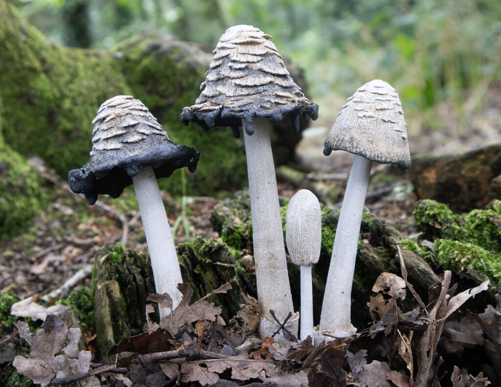 Ceramic fungi by Lisa Denham