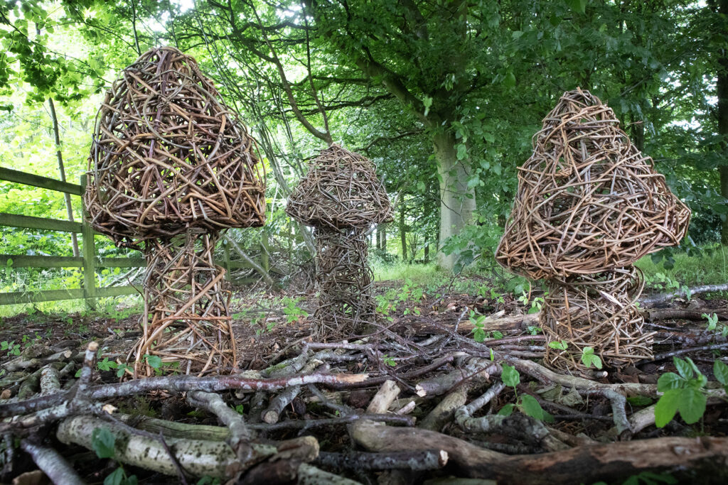 Willow mushrooms by Nita Rao